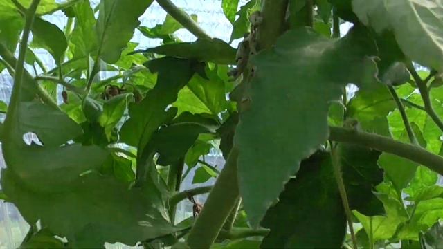 ТОМАТ ВОВА ПУТИН. ОБЗОР. Ольга Чернова. смотреть онлайн