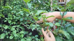 Старый ЯБЛОНЕВЫЙ САД. Как СОХРАНИТЬ деревья. Восстано?