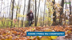 Рыжики, лисички, опята: какие грибы собирают в Самарск?