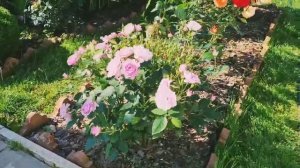 Жара!🌞 Цветут розы: Мидсаммер, Симпли Горджес, Сурир д