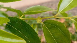 Зизифус конфетный. Что это за экзот?