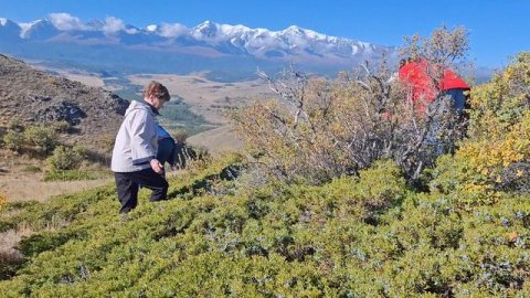 Туристы собирают и пробуют дикие ягоды