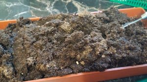 Какой грунт лучше для рассады томатов: торфяные брике?