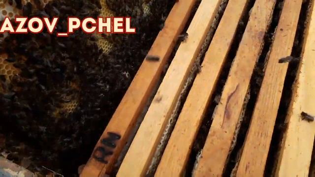 #Пчеловодство6тирамочныхульев# Покупка пасеки в Испан