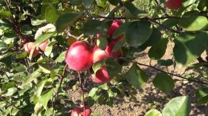 Яблоня  СИРЕНА с красной мякотью