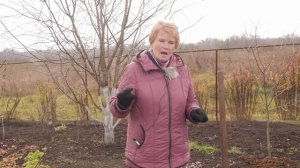 Саженцы роз. Как сохранить саженцы розы до посадки.