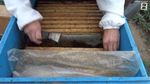 ФОРМИРОВКА ПЧЕЛИНОГО ГНЕЗДА НА ЗИМУ ДЛЯ НАЧИНАЮЩИХ ПЧ