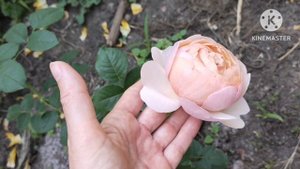 Новые розочки расцвели