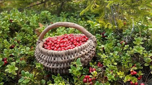 Лечебные свойства брусники смотреть онлайн