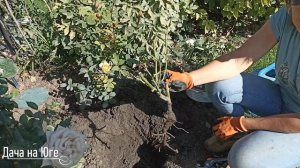 Дача на Юге - Посадка роз на юге.