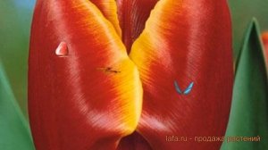 Тюльпан обыкновенный Абу Хасан (tulipa abu-khasan) 🌿 обзор: ка