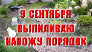 9 сентября. Удалила два дерева, привела в порядок клумбу