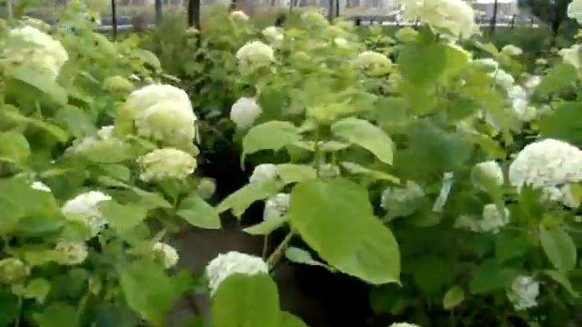 Гортензия древовидная. Собственное производство. смотреть онлайн