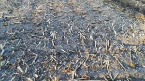 Тягаю плоскорез на ЮМЗ - 6