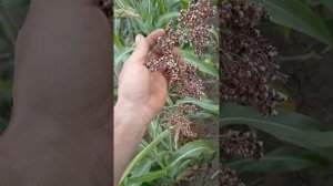 Подсолнечник Санмарин 421,сорго САМБА от агроплазмы