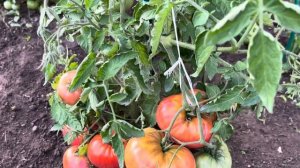 Низкорослый сорт ШТАМБОВЫЙ КОРОЛЬ