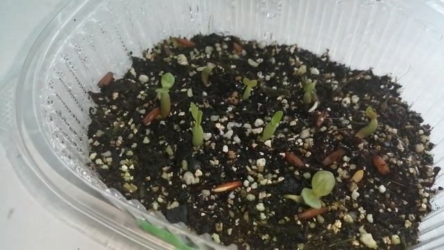 Сеянцы адениума 5 день. Комнатный гранат. Всхожесть а