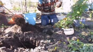Посадка малины осенью. Изменила метод посадки.