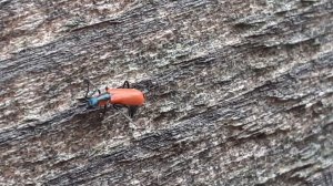 маленький жучок малашка