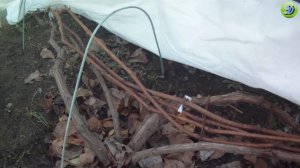 Укрытие винограда на зиму в Подмосковье