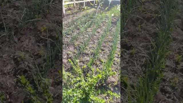 Весна , цветёт яблоня! Куры,сад,огород смотреть онлайн