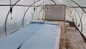 Как зимует рассада клубники.