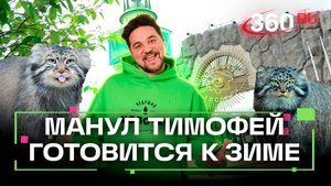 Манул Тимофей из Московского зоопарка готовится к зажировке
