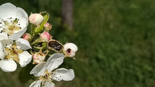 Как защитить свой сад от Оленки Волохатой. Методы борь смотреть онлайн