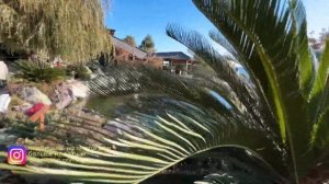 Крым сегодня. Обзор территории отеля MRIYA resort&spa. Японск?