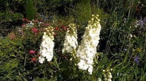 О ПРЕКРАСНОМ*      Hidcote Manor Garden*    Музыка Сергей  Грищук