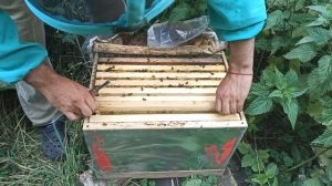 Роение пчел с пользой для пчеловода. Проверка отводко?
