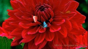 Георгина декоративная Гарден Уандер (dahlia) 🌿 обзор: ка?