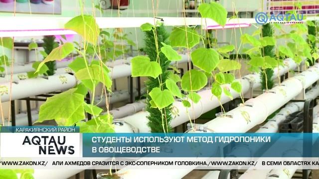 СТУДЕНТЫ ИСПОЛЬЗУЮТ МЕТОД ГИДРОПОНИКИ В ОВОЩЕВОДСТВЕ смотреть онлайн