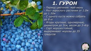 Лучшие сорта голубики