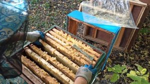 Как собрать гнездо в зиму. Пчеловодство