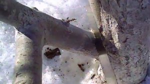 Обрезка плодовых деревьев /спил ветви яблони