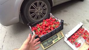 КЛУБНИЧНЫЙ БИЗНЕС  ПРОДАЖА КЛУБНИКИ В СЕЗОН КАК ЗАРАБ?