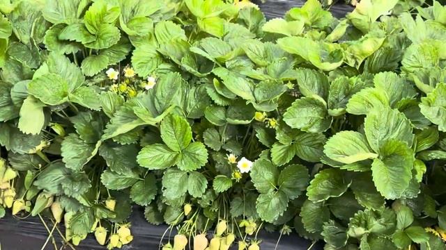 Азия смотреть онлайн