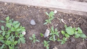 виноград из семян