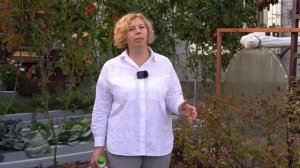 Дачные сезоны с Мариной Рыкалиной от 10 октября 2024 года