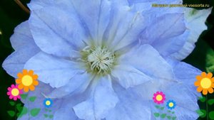 Клематис Мазури Крейтер Лейк. Краткий обзор clematis hybride m