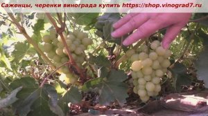 24 июля, созревает виноград Белая роза- крупные ягоды и