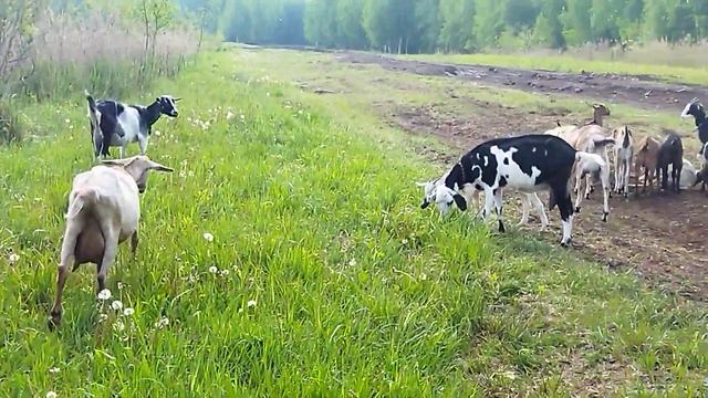 Деревенский колорит:Фрагмент нашей жизни ...для души! смотреть онлайн