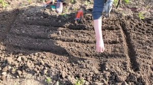 Семена моркови Московская зимняя. От семян до урожая.