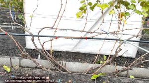 🍇 Обрезка винограда 6 год. Эти ДВА ПРОСТЫХ ПРИЕМА помо