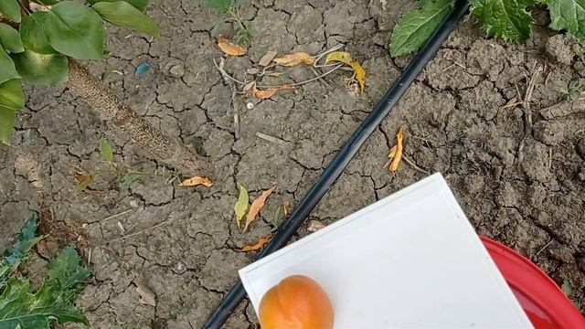 Абрикос сорт Магадор смотреть онлайн