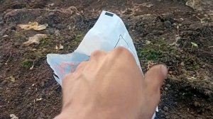 Куриный помёт: мощная подкормка для огурцов, томатов и