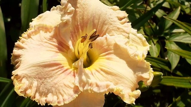 Лилейник ХРУСТАЛЬНАЯ МЕЧТА (Vlasova' 2018) смотреть онлайн