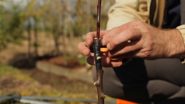 ПРИВИВКА ПЛОДОВЫХ ДЕРЕВЬЕВ. Саженцы собственными рук?
