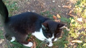 Делаю новую игру на new catroid!! Вышла beta alpha игры от Skorboshi!!| Filya